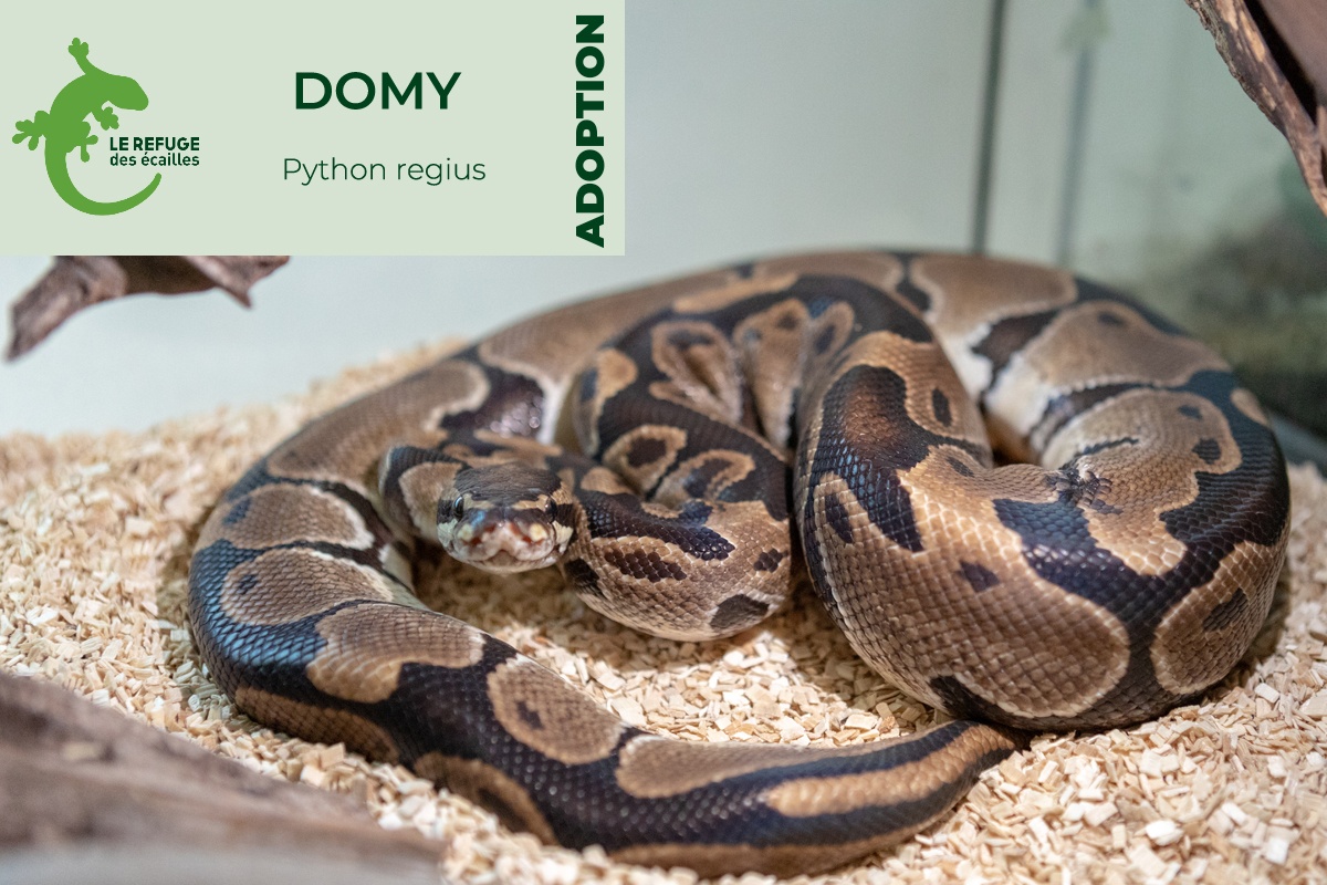 Fiche de présentation de Domy Python regius